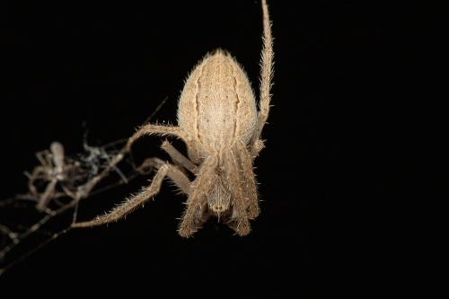 Réf. 339 146 : Larinia lineata